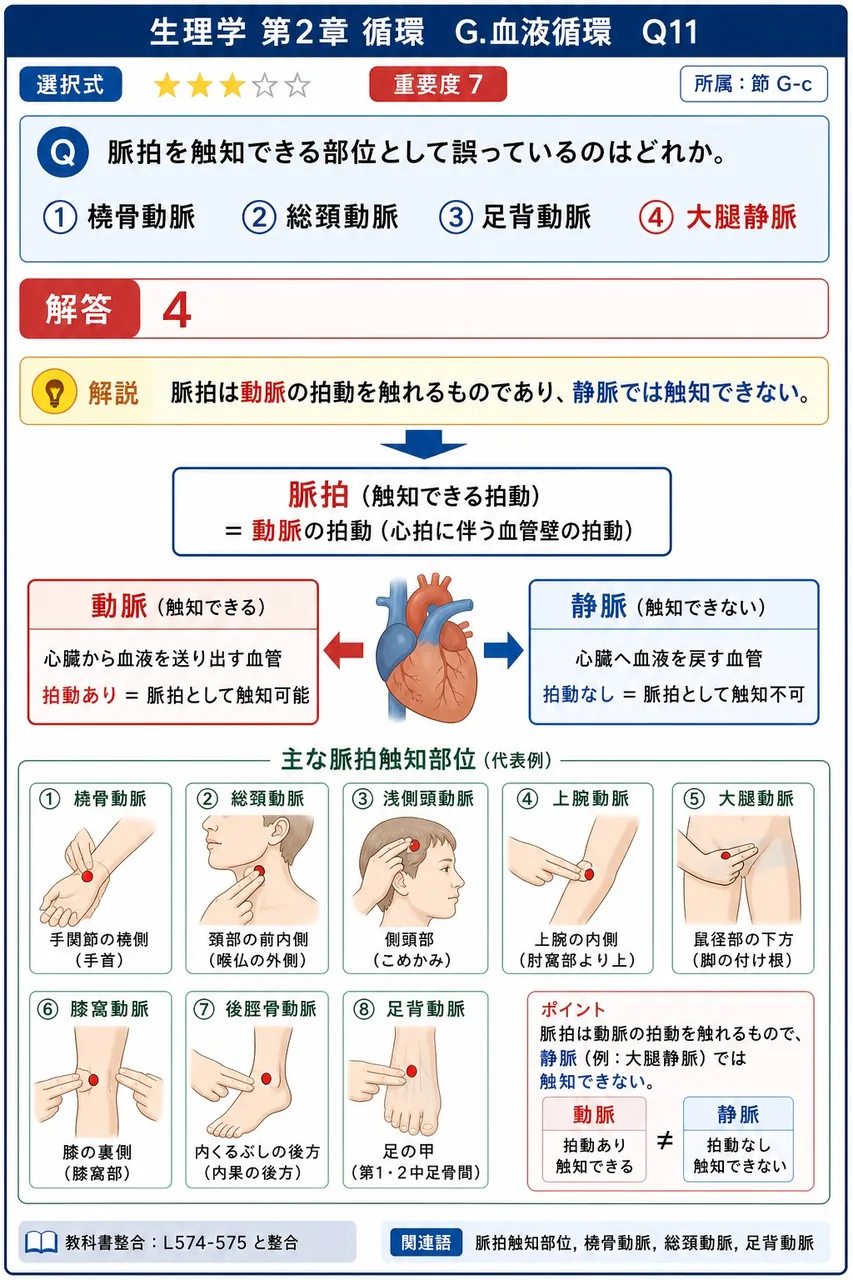 脈拍を触知できる部位として誤っているのはどれか。 解説図