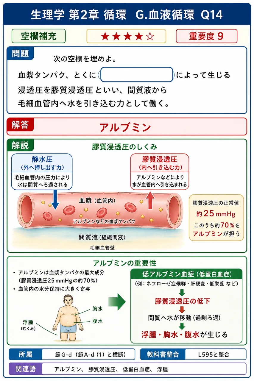 次の空欄を埋めよ。 「血漿タンパク、とくに( )によって生じる浸透圧を膠質浸透圧といい、間質液から毛細血管内へ水を引き込む力として働く。」 解説図