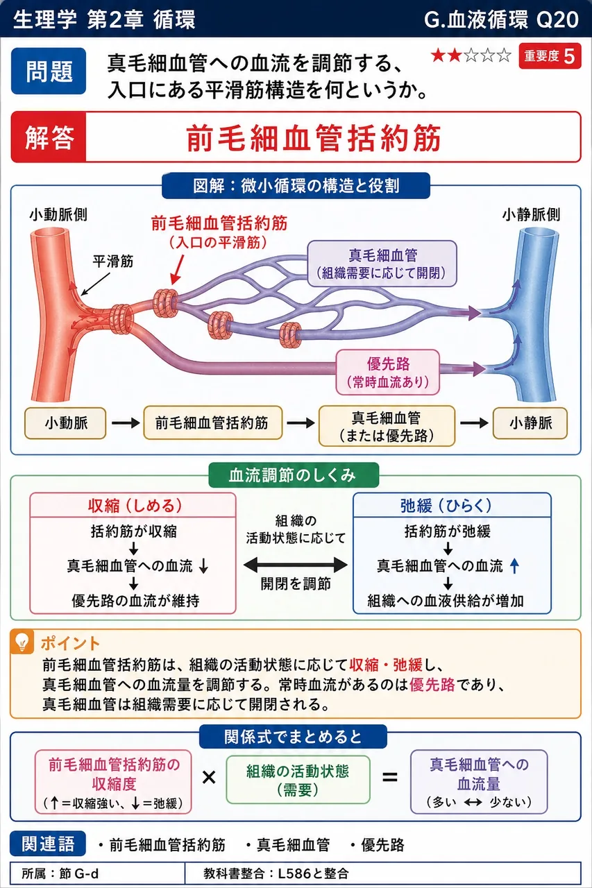真毛細血管への血流を調節する、入口にある平滑筋構造を何というか。 解説図
