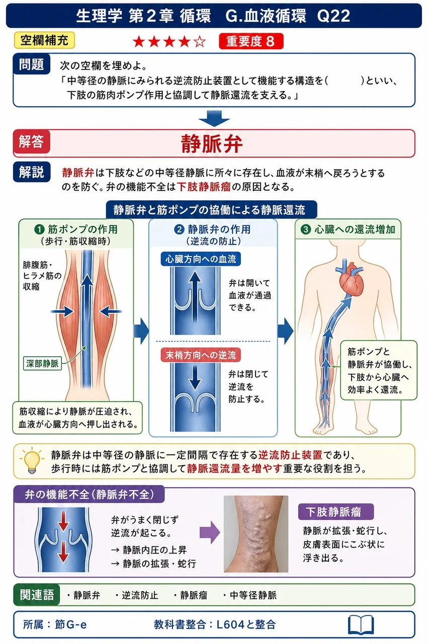 次の空欄を埋めよ。 「中等径の静脈にみられる逆流防止装置として機能する構造を( )といい、下肢の筋肉ポンプ作用と協調して静脈還流を支える。」 解説図