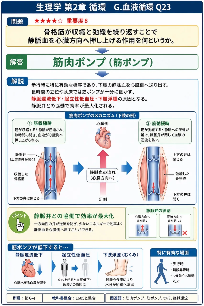 骨格筋が収縮と弛緩を繰り返すことで静脈血を心臓方向へ押し上げる作用を何というか。 解説図