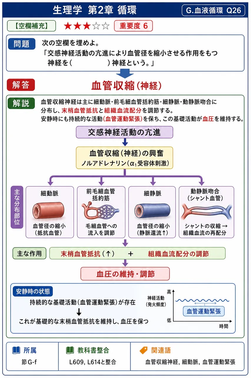 次の空欄を埋めよ。 「交感神経活動の亢進により血管径を縮小させる作用をもつ神経を( )神経という。」 解説図