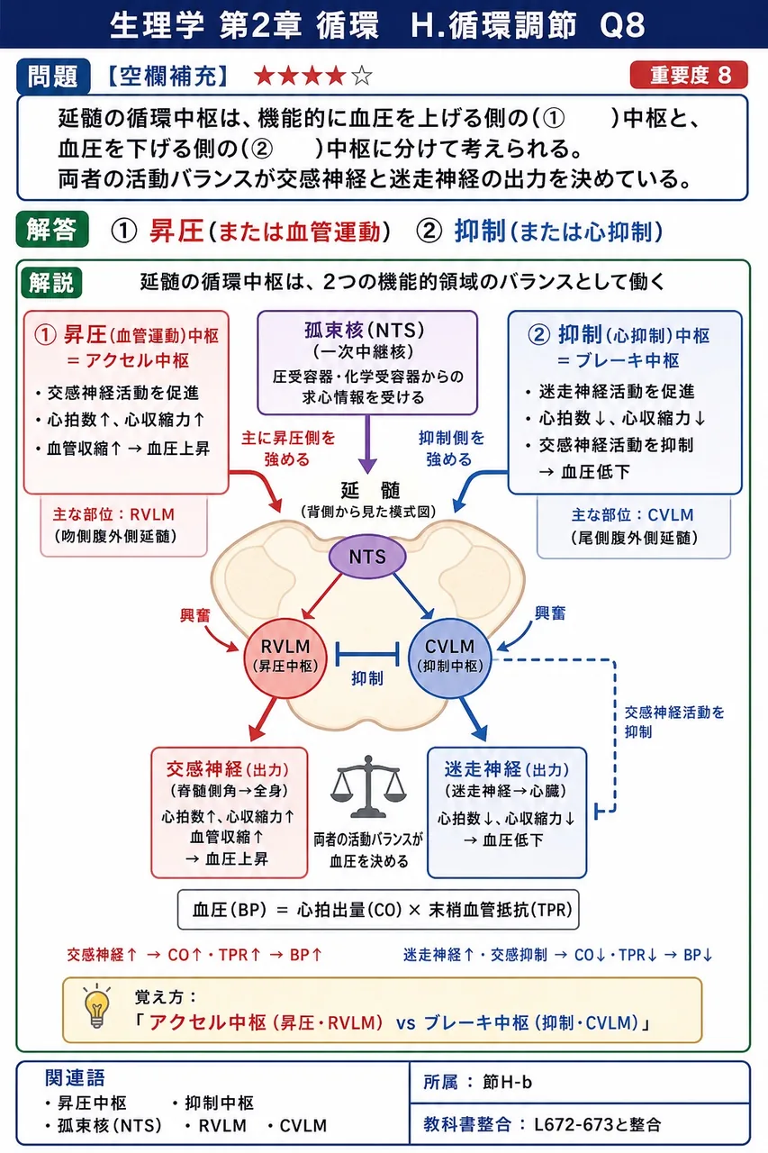 延髄の循環中枢は、機能的に血圧を上げる側の(① )中枢と、血圧を下げる側の(② )中枢に分けて考えられる。両者の活動バランスが交感神経と迷走神経の出力を決めている。 解説図