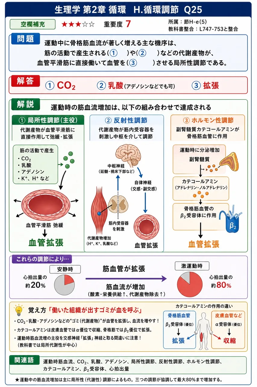 運動中に骨格筋血流が著しく増える主な機序は、筋の活動で産生される(① )や(② )などの代謝産物が、血管平滑筋に直接働いて血管を(③ )させる局所性調節である。 解説図