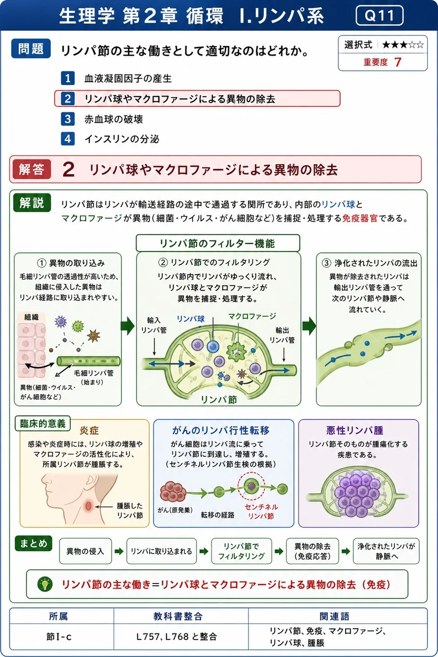 リンパ節の主な働きとして適切なのはどれか。 解説図