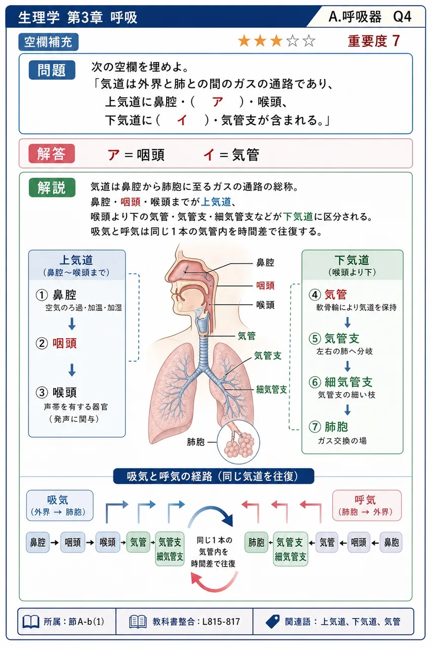 次の空欄を埋めよ。 「気道は外界と肺との間のガスの通路であり、上気道に鼻腔・( ア )・喉頭、下気道に( イ )・気管支が含まれる。」 解説図