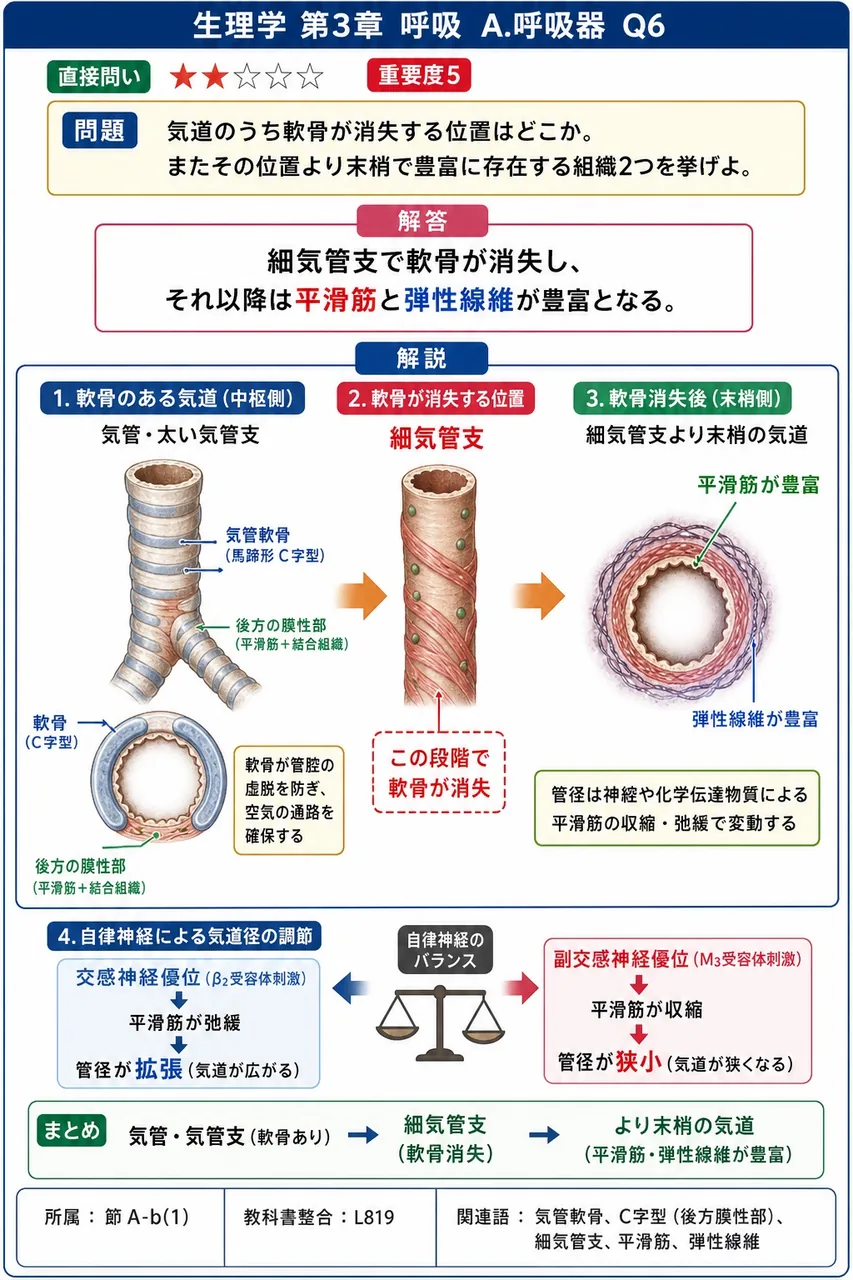 気道のうち軟骨が消失する位置はどこか。またその位置より末梢で豊富に存在する組織2つを挙げよ。 解説図