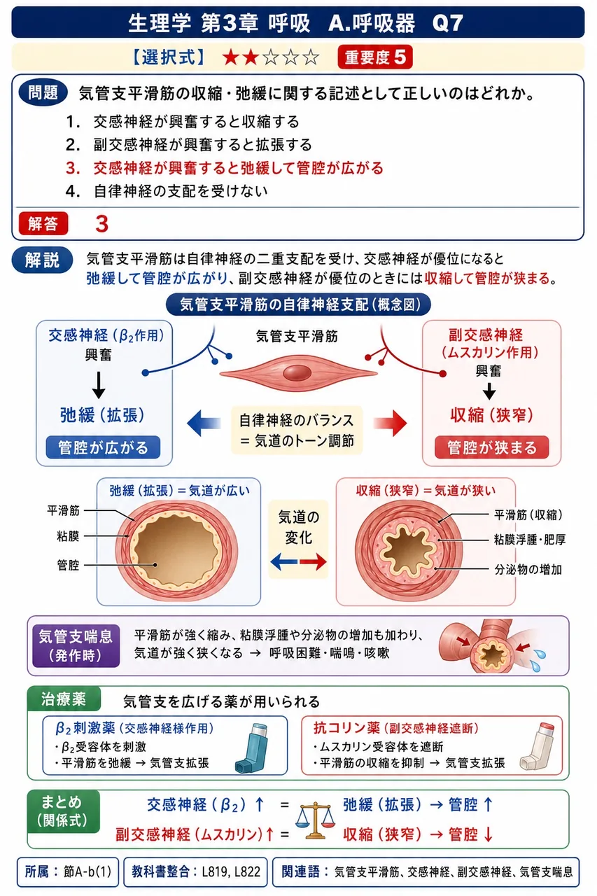 気管支平滑筋の収縮・弛緩に関する記述として正しいのはどれか。 解説図