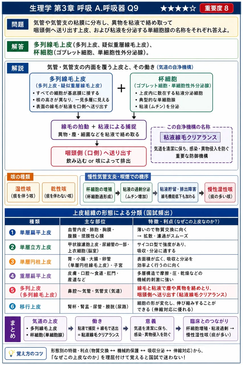 気管や気管支の粘膜に分布し、異物を粘液で絡め取って咽頭側へ送り出す上皮、および粘液を分泌する単細胞腺の名称をそれぞれ答えよ。 解説図