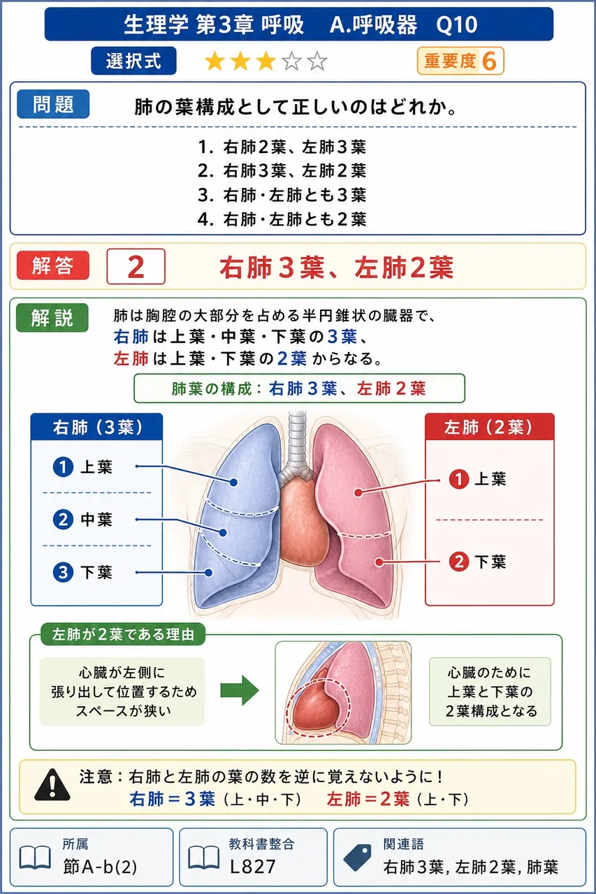 肺の葉構成として正しいのはどれか。 解説図