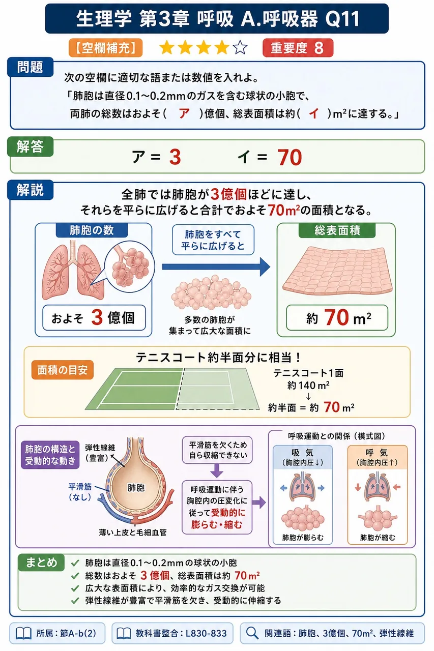 次の空欄に適切な語または数値を入れよ。 「肺胞は直径0.1〜0.2mmのガスを含む球状の小胞で、両肺の総数はおよそ( ア )億個、総表面積は約( イ )m²に達する。」 解説図