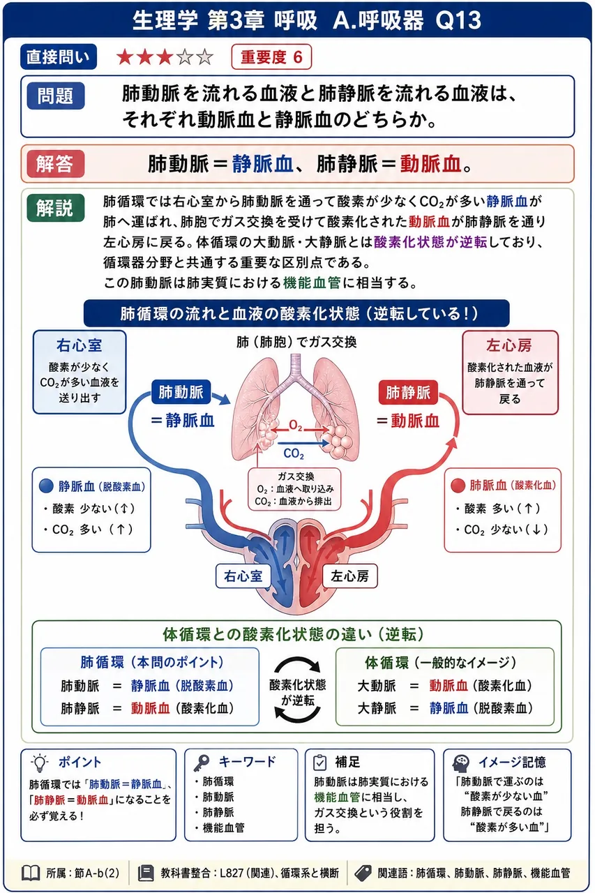 肺動脈を流れる血液と肺静脈を流れる血液は、それぞれ動脈血と静脈血のどちらか。 解説図