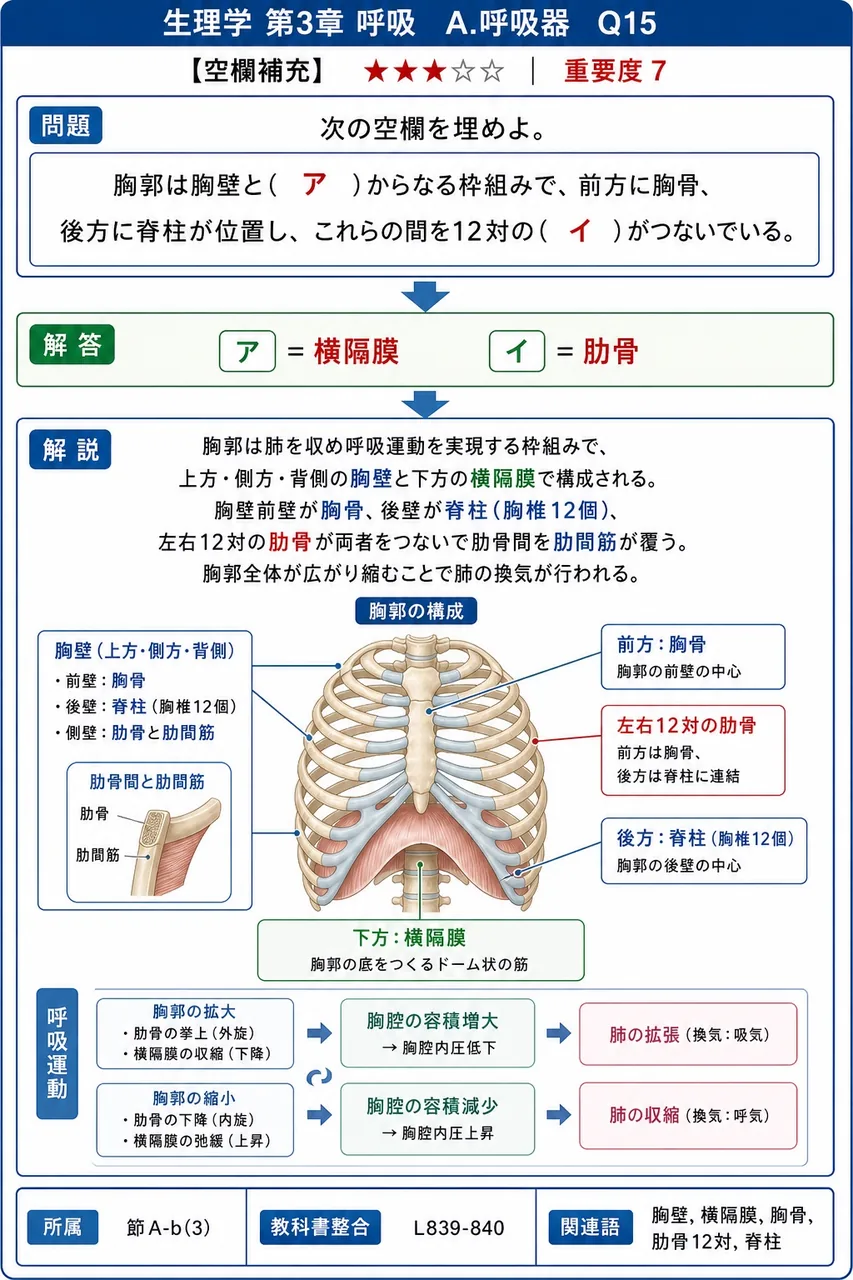 次の空欄を埋めよ。 「胸郭は胸壁と( ア )からなる枠組みで、前方に胸骨、後方に脊柱が位置し、これらの間を12対の( イ )がつないでいる。」 解説図