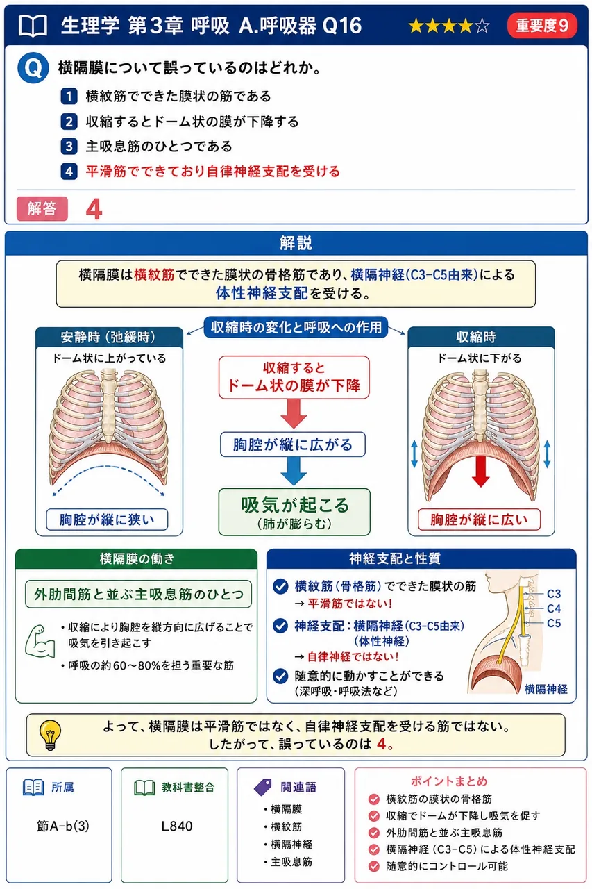 横隔膜について誤っているのはどれか。 解説図