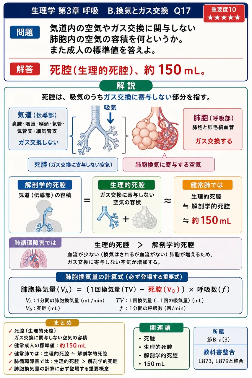 気道内の空気やガス交換に関与しない肺胞内の空気の容積を何というか。また成人の標準値を答えよ。 解説図