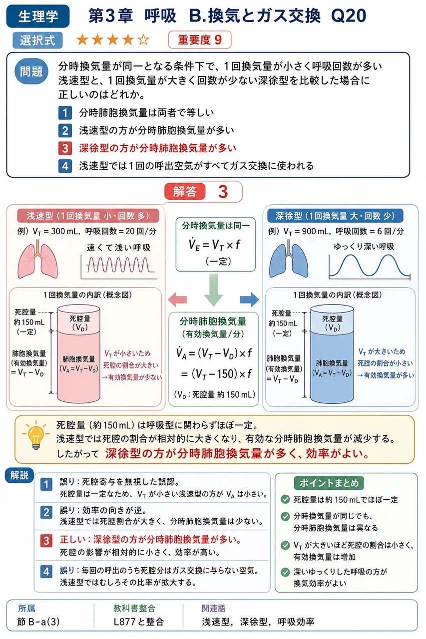 分時換気量が同一となる条件下で、1回換気量が小さく呼吸回数が多い浅速型と、1回換気量が大きく回数が少ない深徐型を比較した場合に正しいのはどれか。 解説図