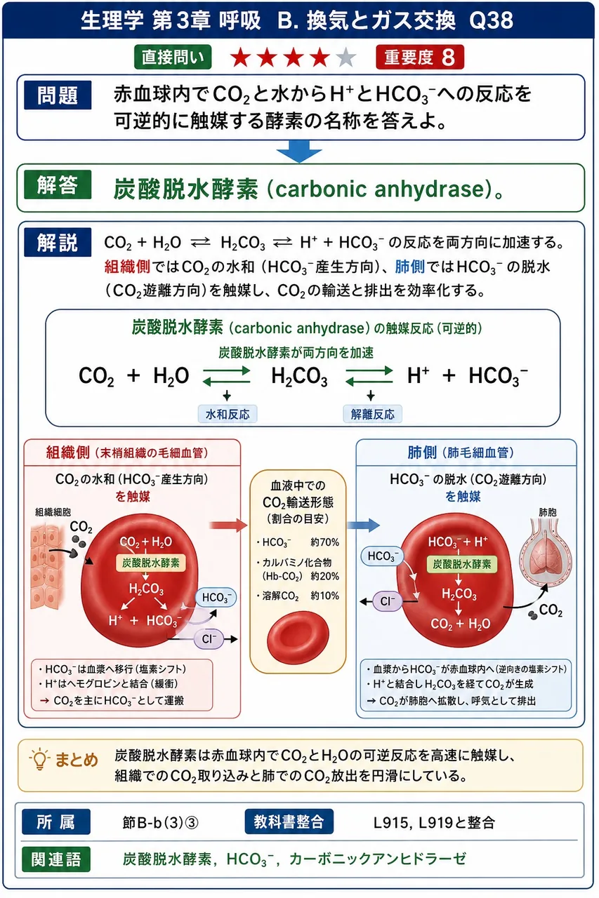 赤血球内でCO₂と水からH⁺とHCO₃⁻への反応を可逆的に触媒する酵素の名称を答えよ。 解説図