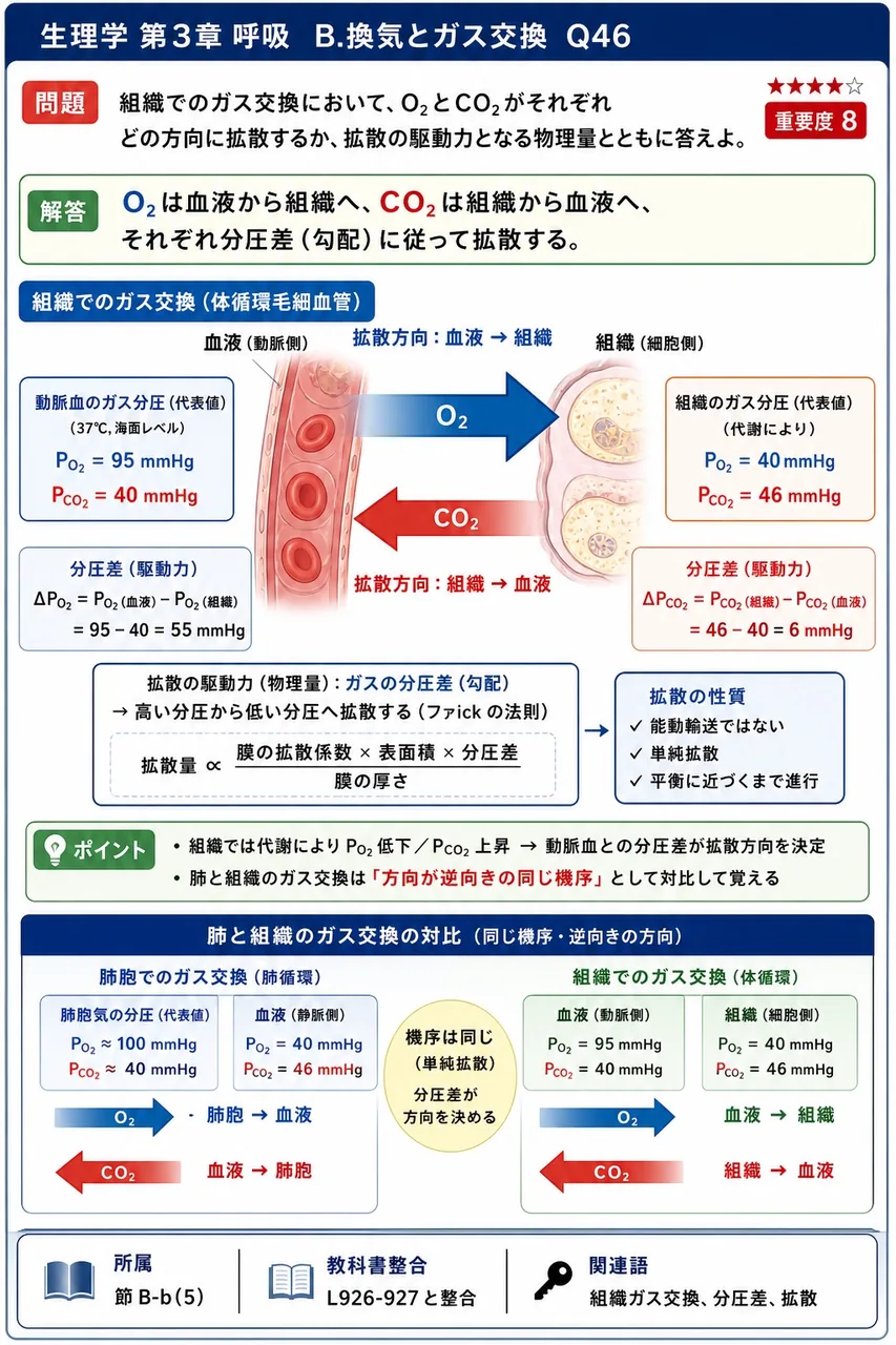 組織でのガス交換において、O₂とCO₂がそれぞれどの方向に拡散するか、拡散の駆動力となる物理量とともに答えよ。 解説図
