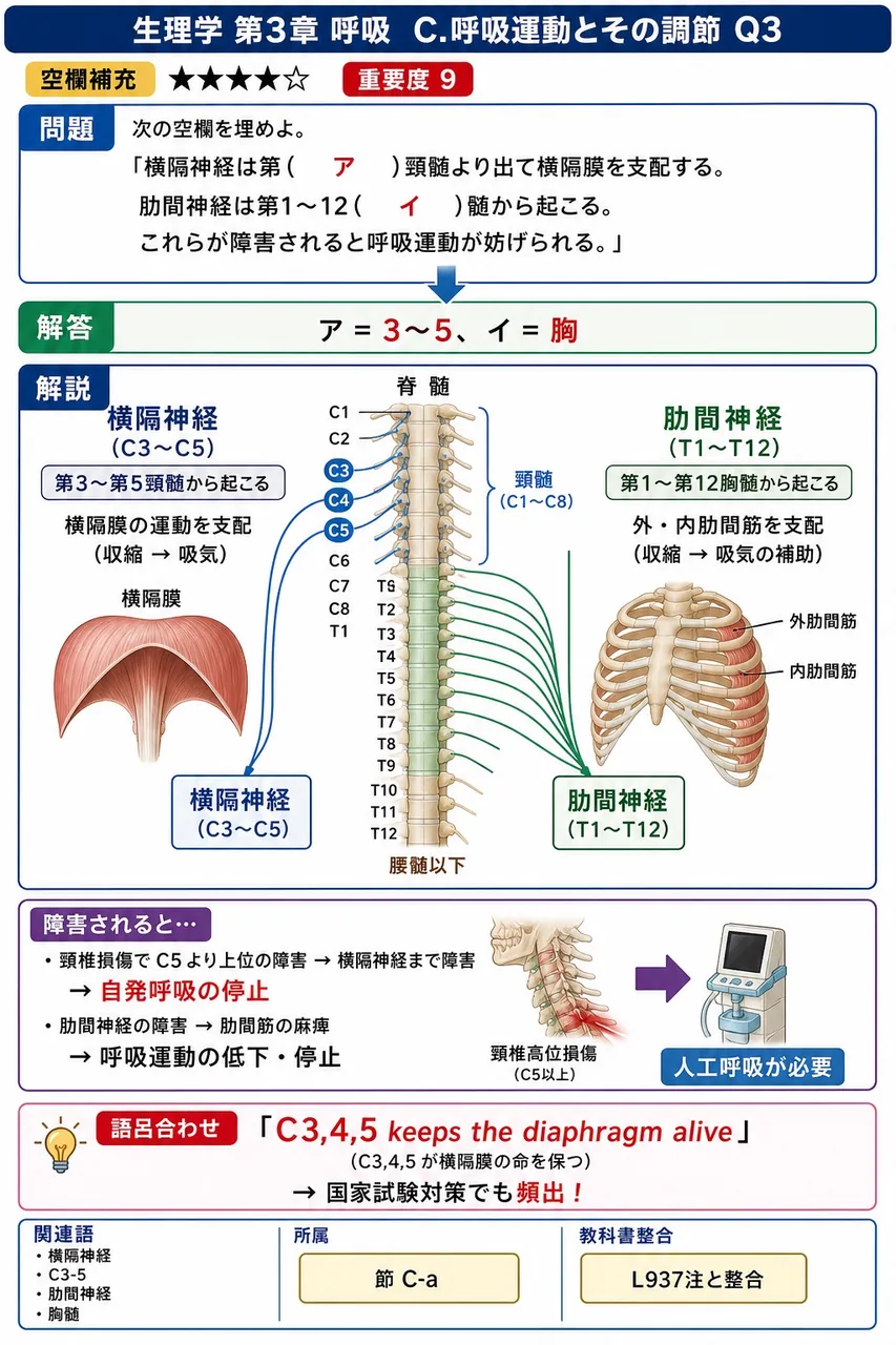 次の空欄を埋めよ。 「横隔神経は第( ア )頸髄より出て横隔膜を支配する。肋間神経は第1〜12( イ )髄から起こる。これらが障害されると呼吸運動が妨げられる。」 解説図