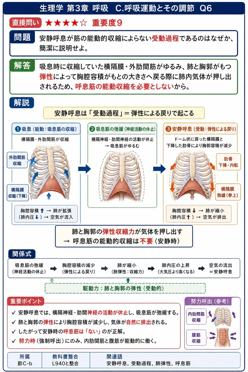 安静呼息が筋の能動的収縮によらない受動過程であるのはなぜか、簡潔に説明せよ。 解説図