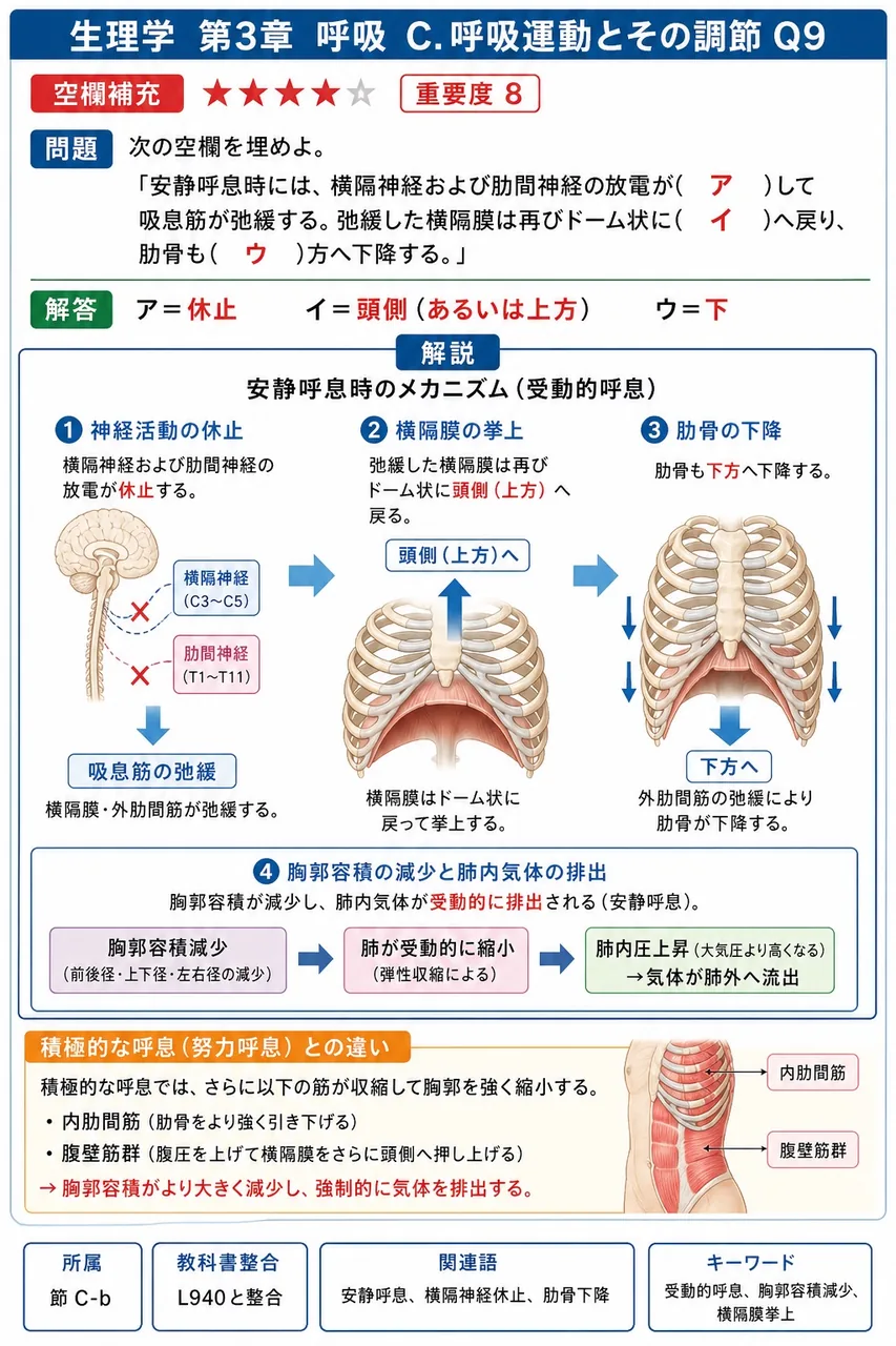 次の空欄を埋めよ。 「安静呼息時には、横隔神経および肋間神経の放電が( ア )して吸息筋が弛緩する。弛緩した横隔膜は再びドーム状に( イ )へ戻り、肋骨も( ウ )方へ下降する。」 解説図