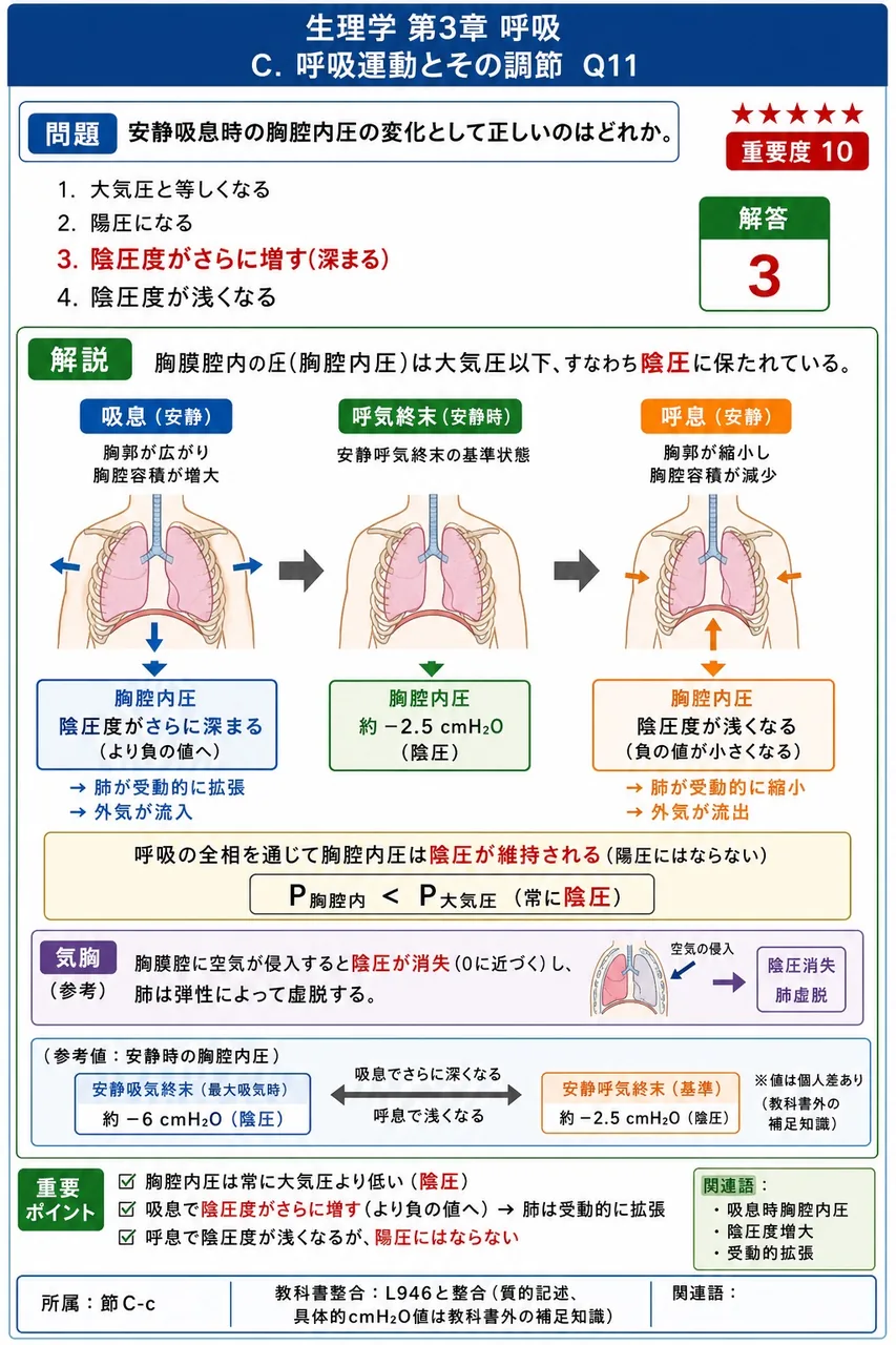 安静吸息時の胸腔内圧の変化として正しいのはどれか。 解説図