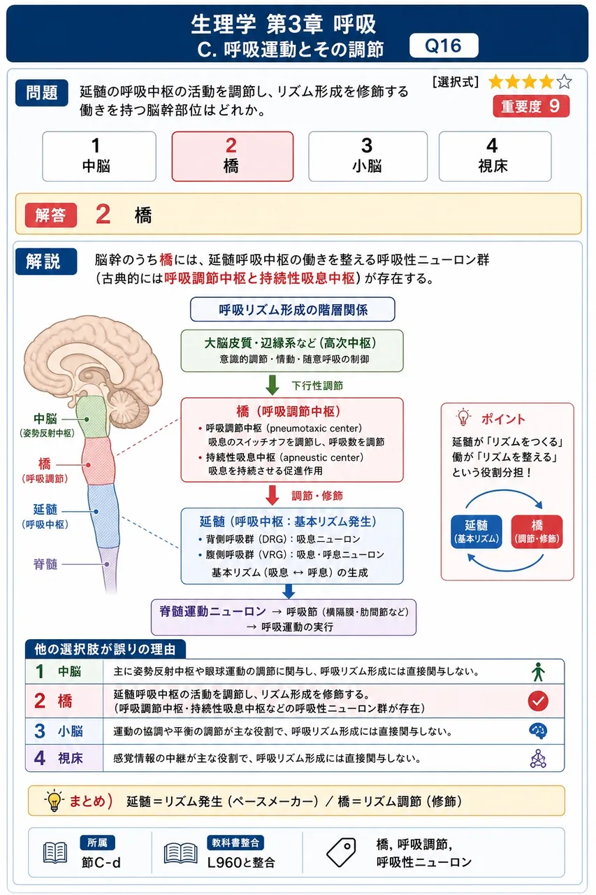 延髄の呼吸中枢の活動を調節し、リズム形成を修飾する働きを持つ脳幹部位はどれか。 解説図