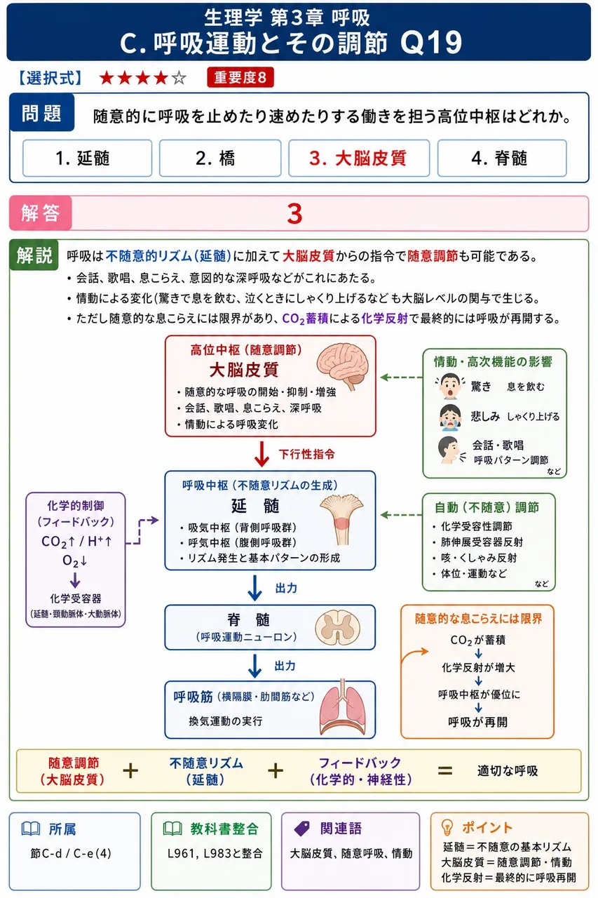 随意的に呼吸を止めたり速めたりする働きを担う高位中枢はどれか。 解説図