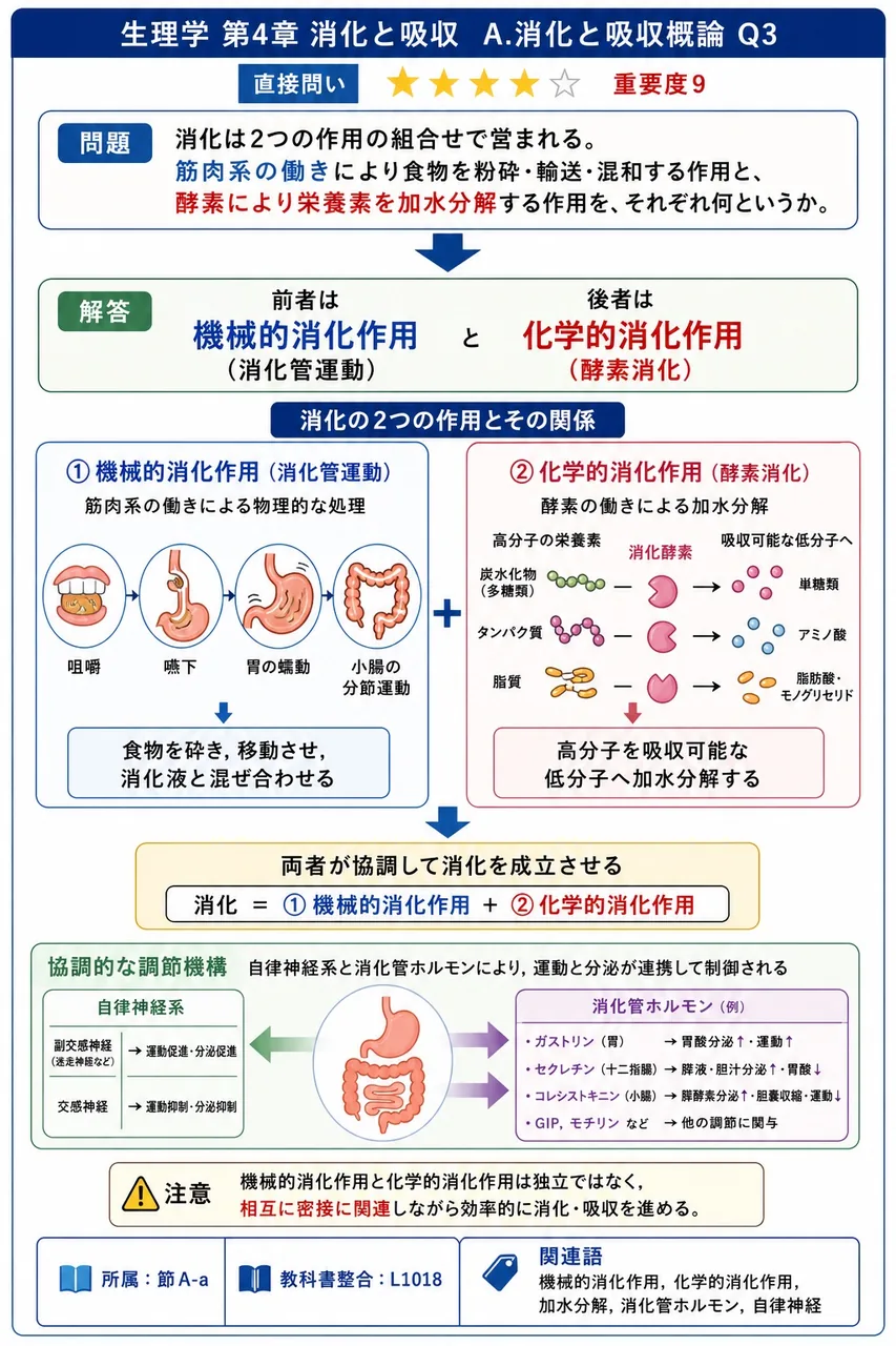 消化は2つの作用の組合せで営まれる。筋肉系の働きにより食物を粉砕・輸送・混和する作用と、酵素により栄養素を加水分解する作用を、それぞれ何というか。 解説図