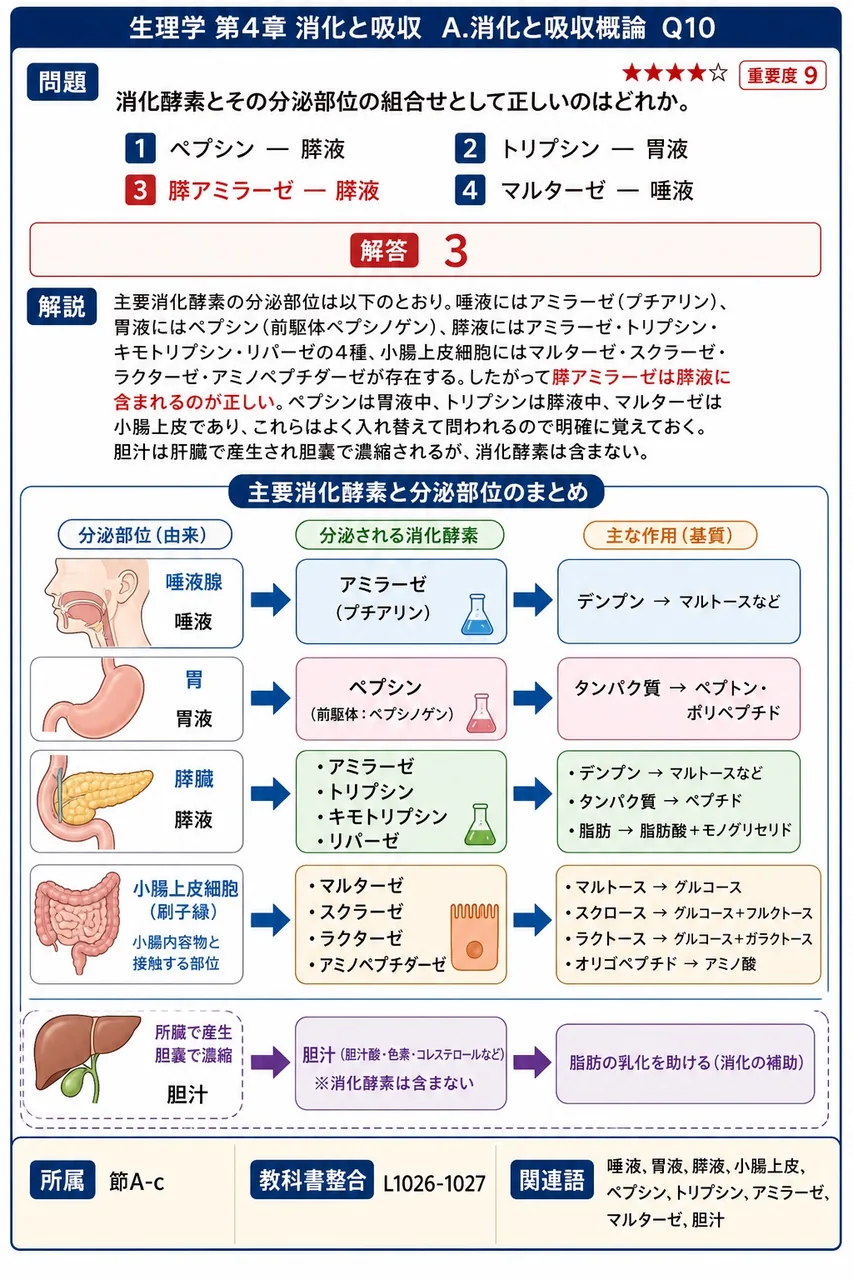 消化酵素とその分泌部位の組合せとして正しいのはどれか。 解説図