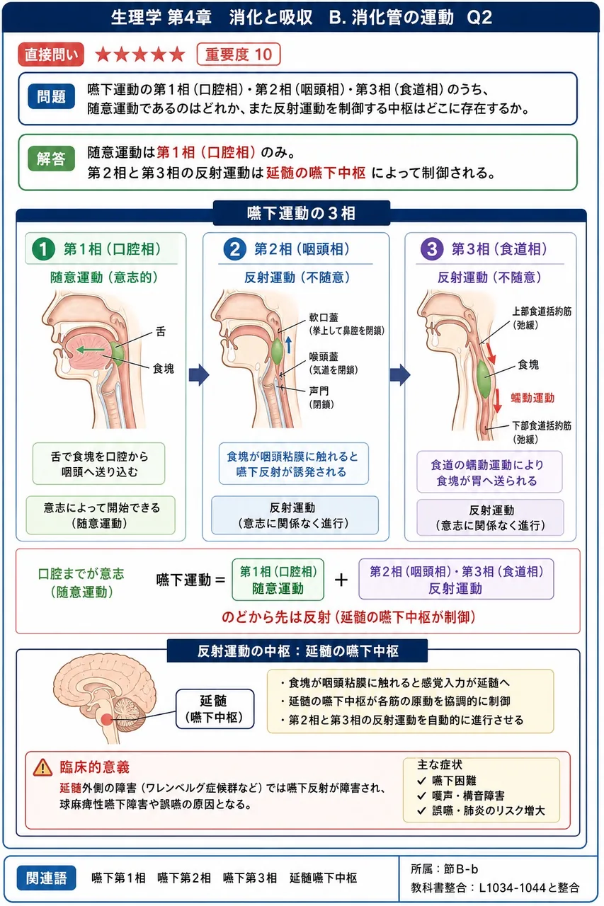 嚥下運動の第1相（口腔相）・第2相（咽頭相）・第3相（食道相）のうち、随意運動であるのはどれか、また反射運動を制御する中枢はどこに存在するか。 解説図