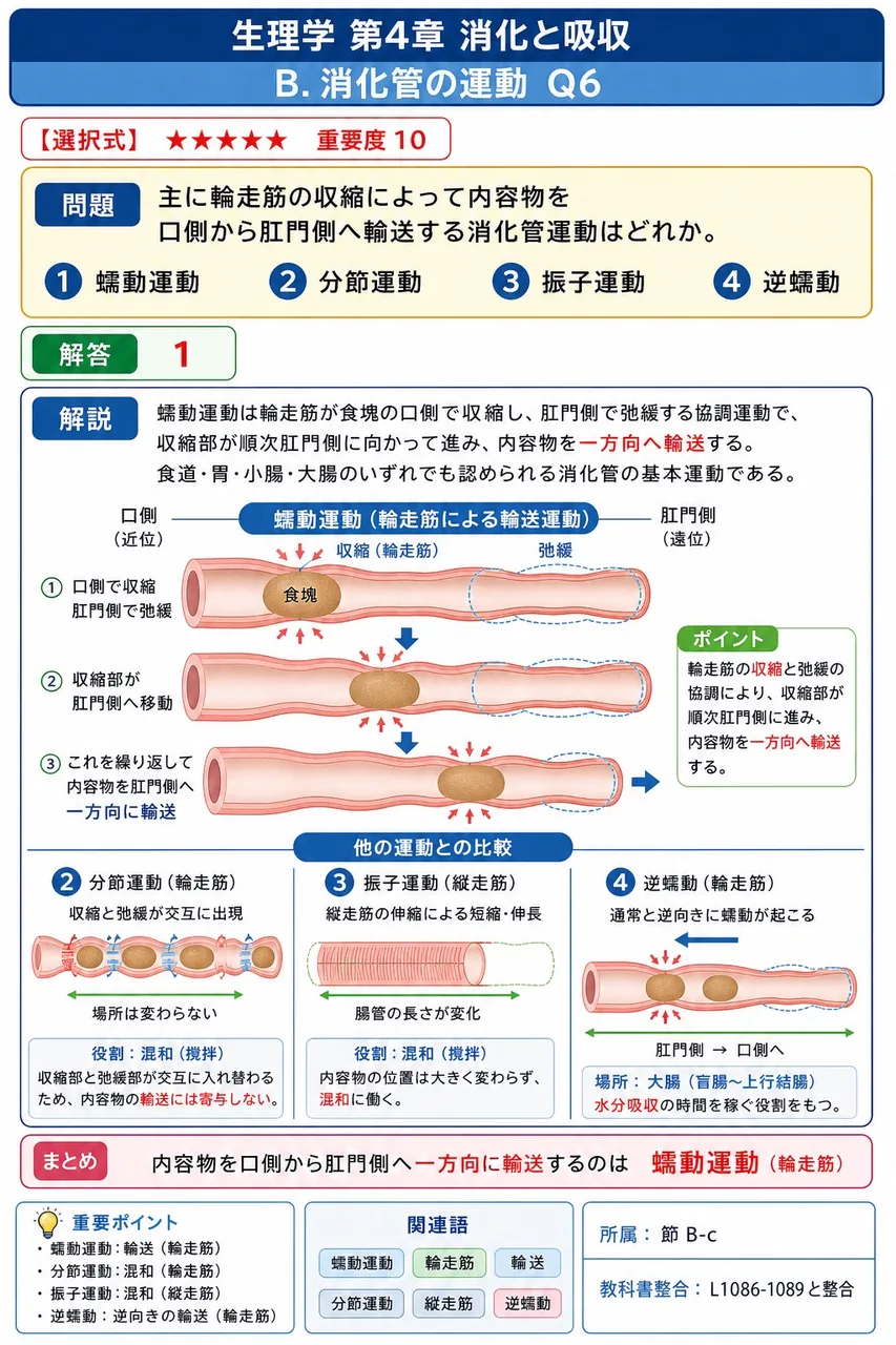 主に輪走筋の収縮によって内容物を口側から肛門側へ輸送する消化管運動はどれか。 解説図