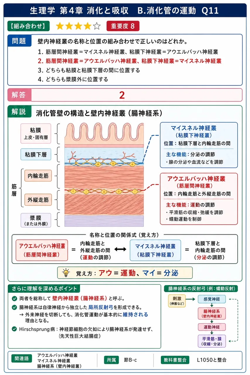 壁内神経叢の名称と位置の組み合わせで正しいのはどれか。 解説図