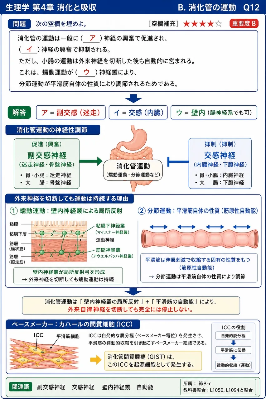 次の空欄を埋めよ。 「消化管の運動は一般に（ア）神経の興奮で促進され、（イ）神経の興奮で抑制される。ただし、小腸の運動は外来神経を切断した後も自動的に営まれる。これは、蠕動運動が（ウ）神経叢により、分節運動が平滑筋自体の性質により調節されるためである。」 解説図