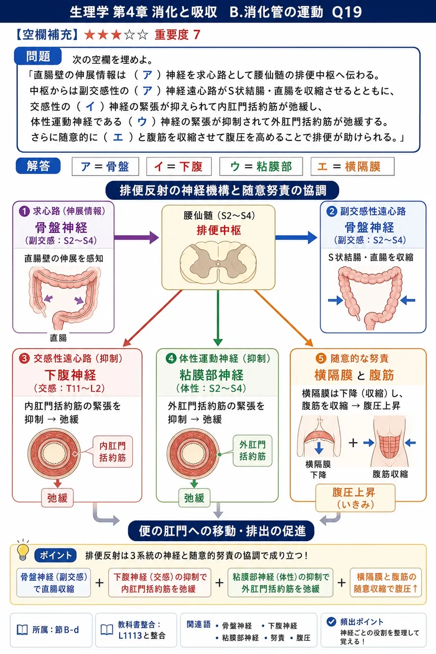 次の空欄を埋めよ。 「直腸壁の伸展情報は（ア）神経を求心路として腰仙髄の排便中枢へ伝わる。中枢からは副交感性の（ア）神経遠心路がS状結腸・直腸を収縮させるとともに、交感性の（イ）神経の緊張が抑えられて内肛門括約筋が弛緩し、体性運動神経である（ウ）神経の緊張が抑制されて外肛門括約筋が弛緩する。さらに随意的に（エ）と腹筋を収縮させて腹圧を高めることで排便が助けられる。」 解説図