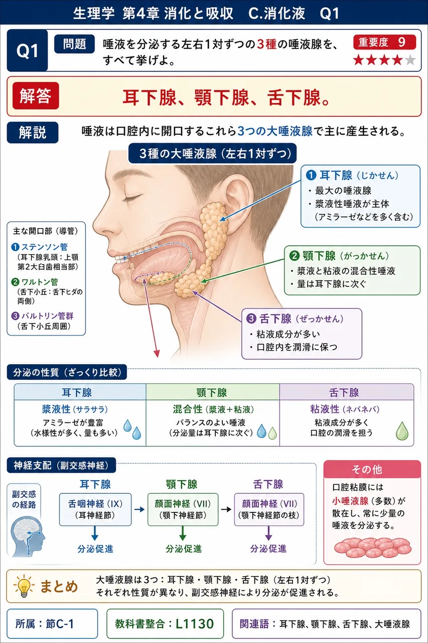 唾液を分泌する左右1対ずつの3種の唾液腺を、すべて挙げよ。 解説図