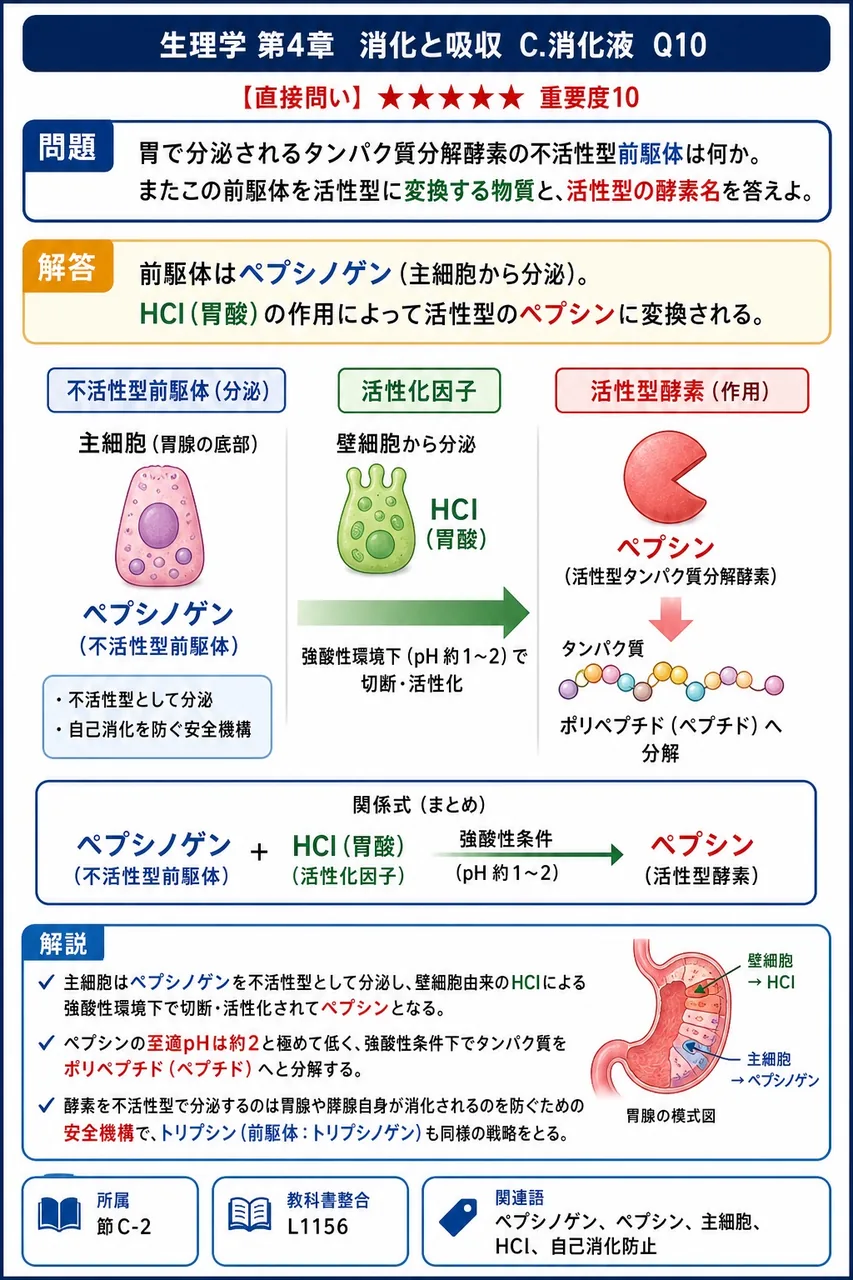 胃で分泌されるタンパク質分解酵素の不活性型前駆体は何か。またこの前駆体を活性型に変換する物質と、活性型の酵素名を答えよ。 解説図