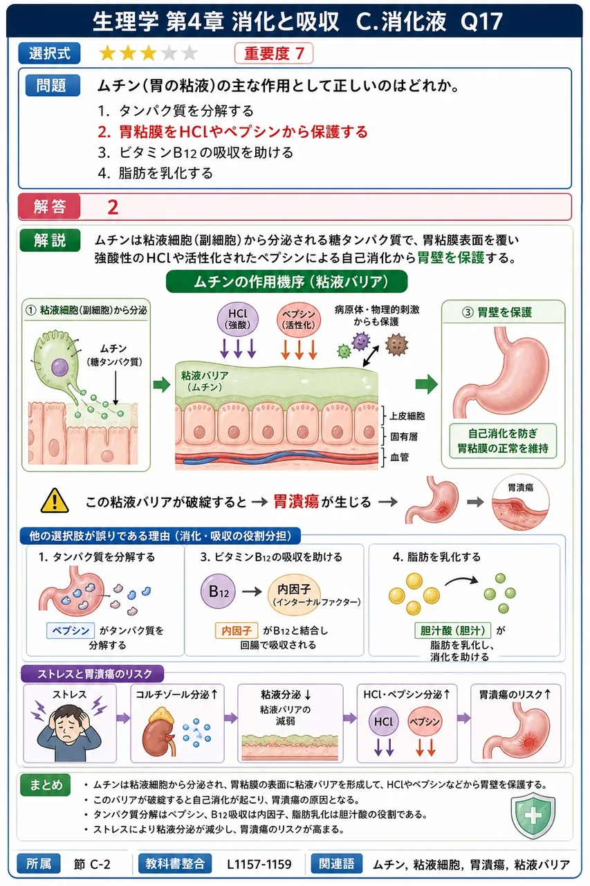ムチン(胃の粘液)の主な作用として正しいのはどれか。 解説図