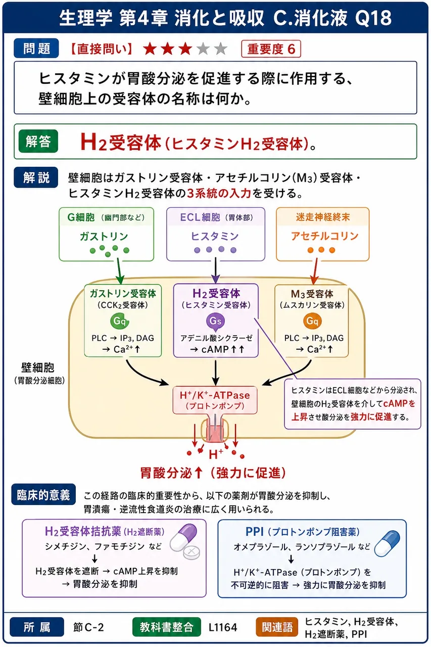 ヒスタミンが胃酸分泌を促進する際に作用する、壁細胞上の受容体の名称は何か。 解説図