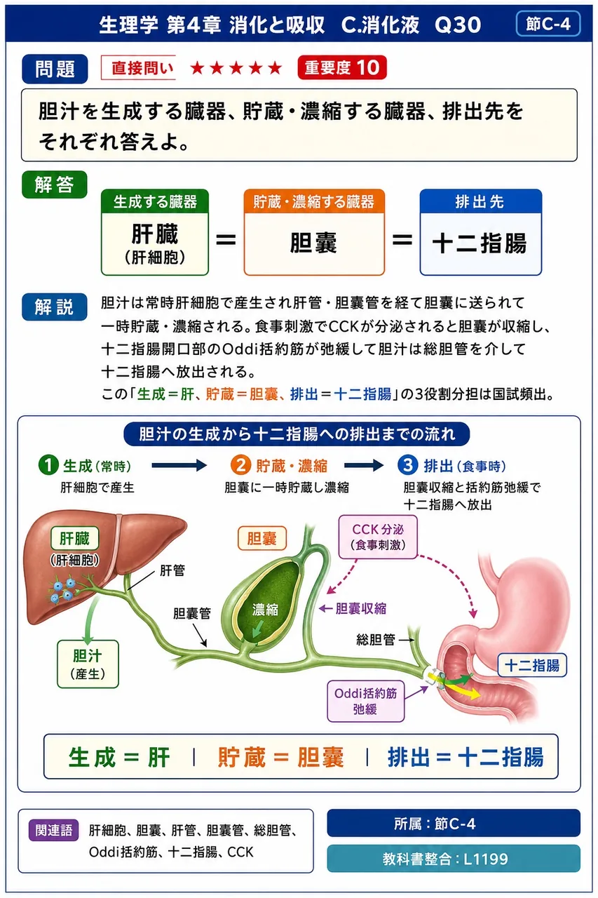 胆汁を生成する臓器、貯蔵・濃縮する臓器、排出先をそれぞれ答えよ。 解説図