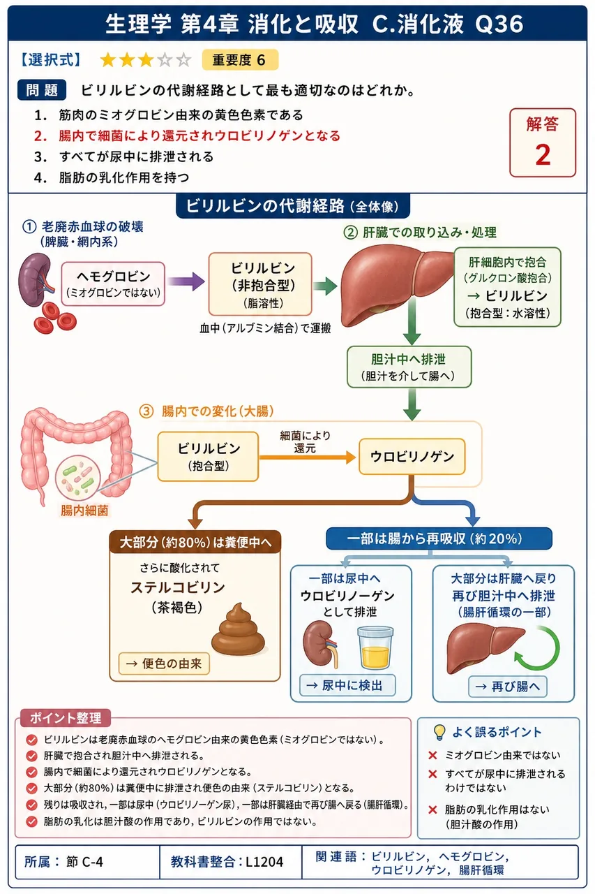 ビリルビンの代謝経路として最も適切なのはどれか。 解説図