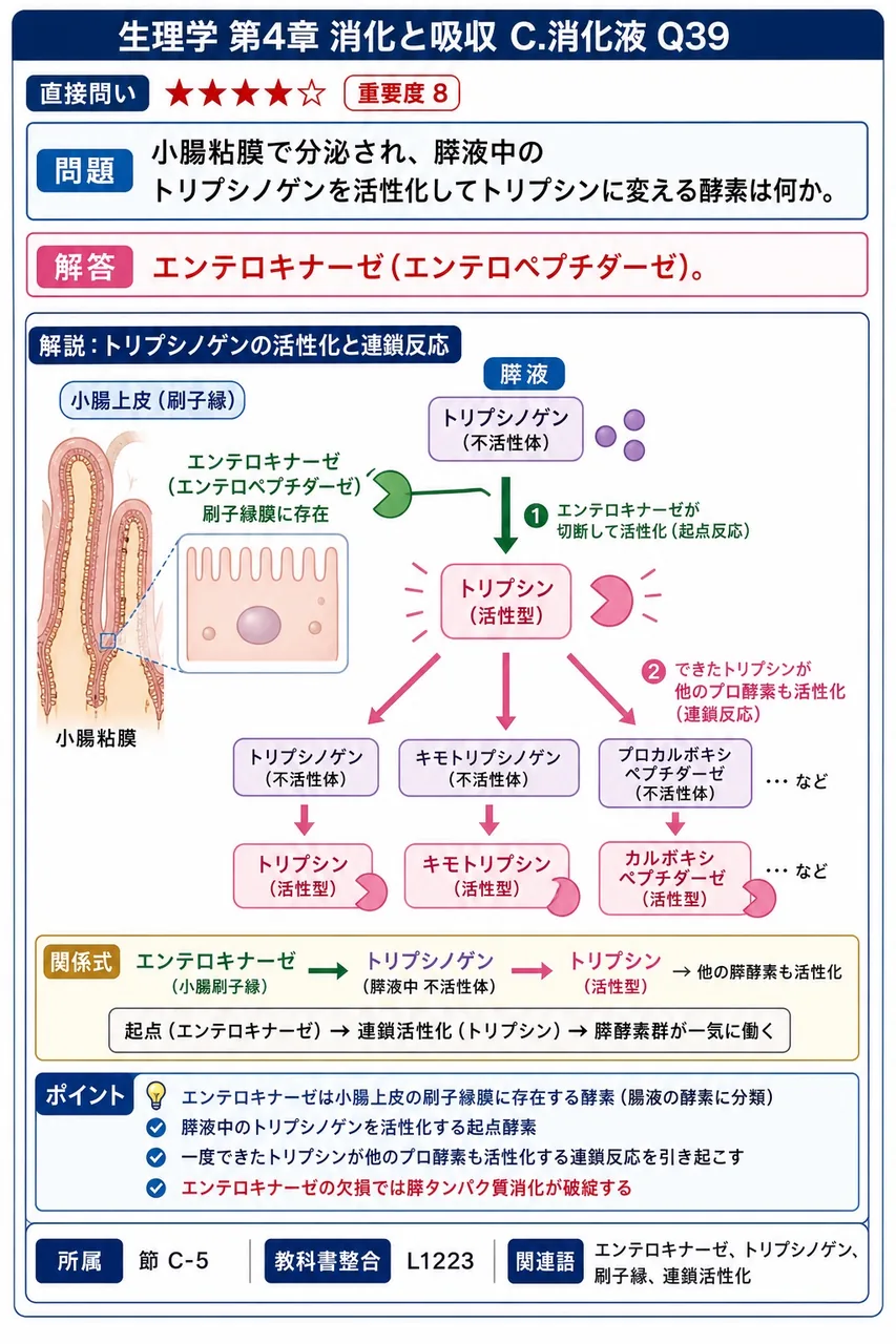 小腸粘膜で分泌され、膵液中のトリプシノゲンを活性化してトリプシンに変える酵素は何か。 解説図