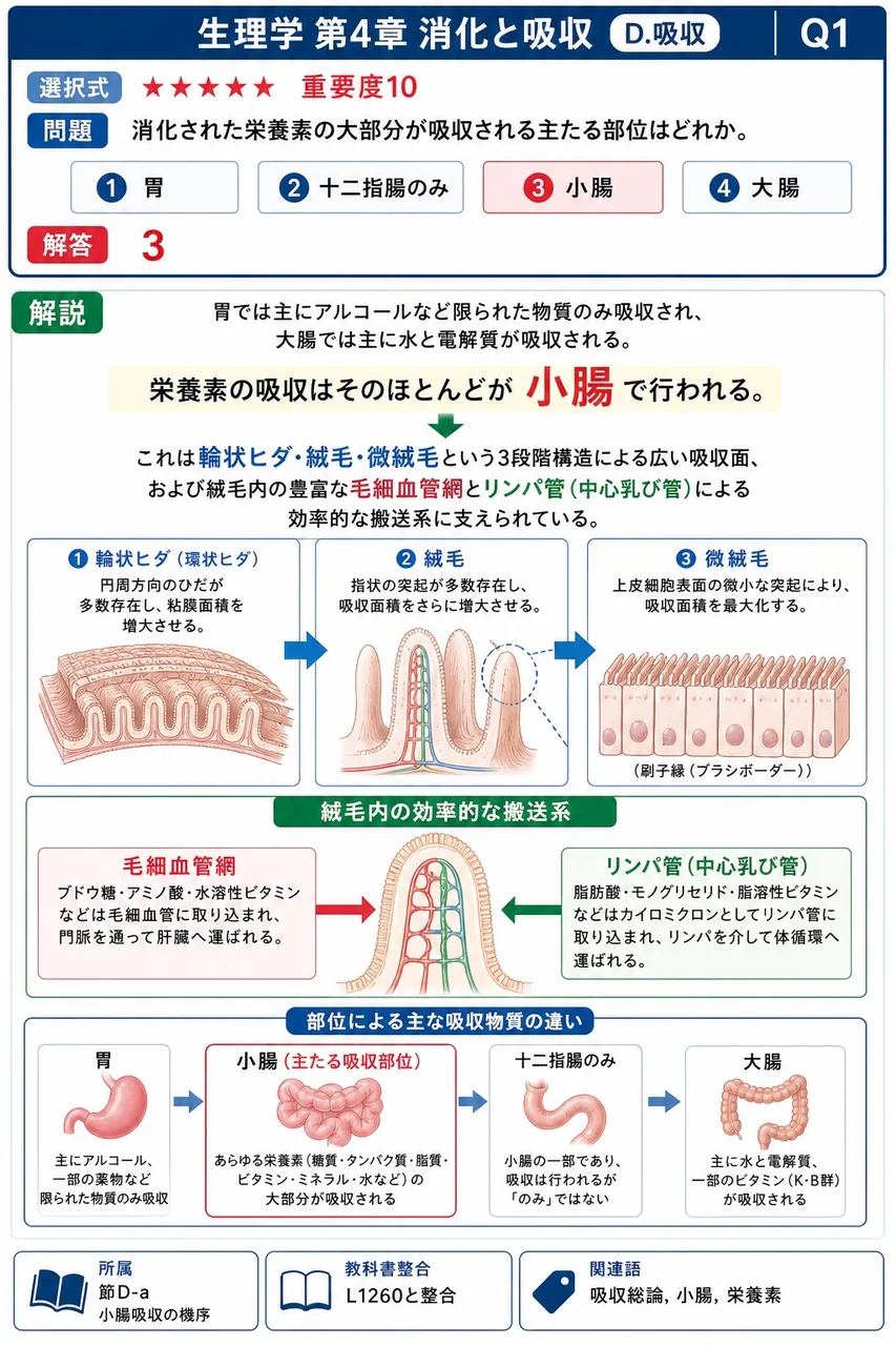 消化された栄養素の大部分が吸収される主たる部位はどれか。 解説図