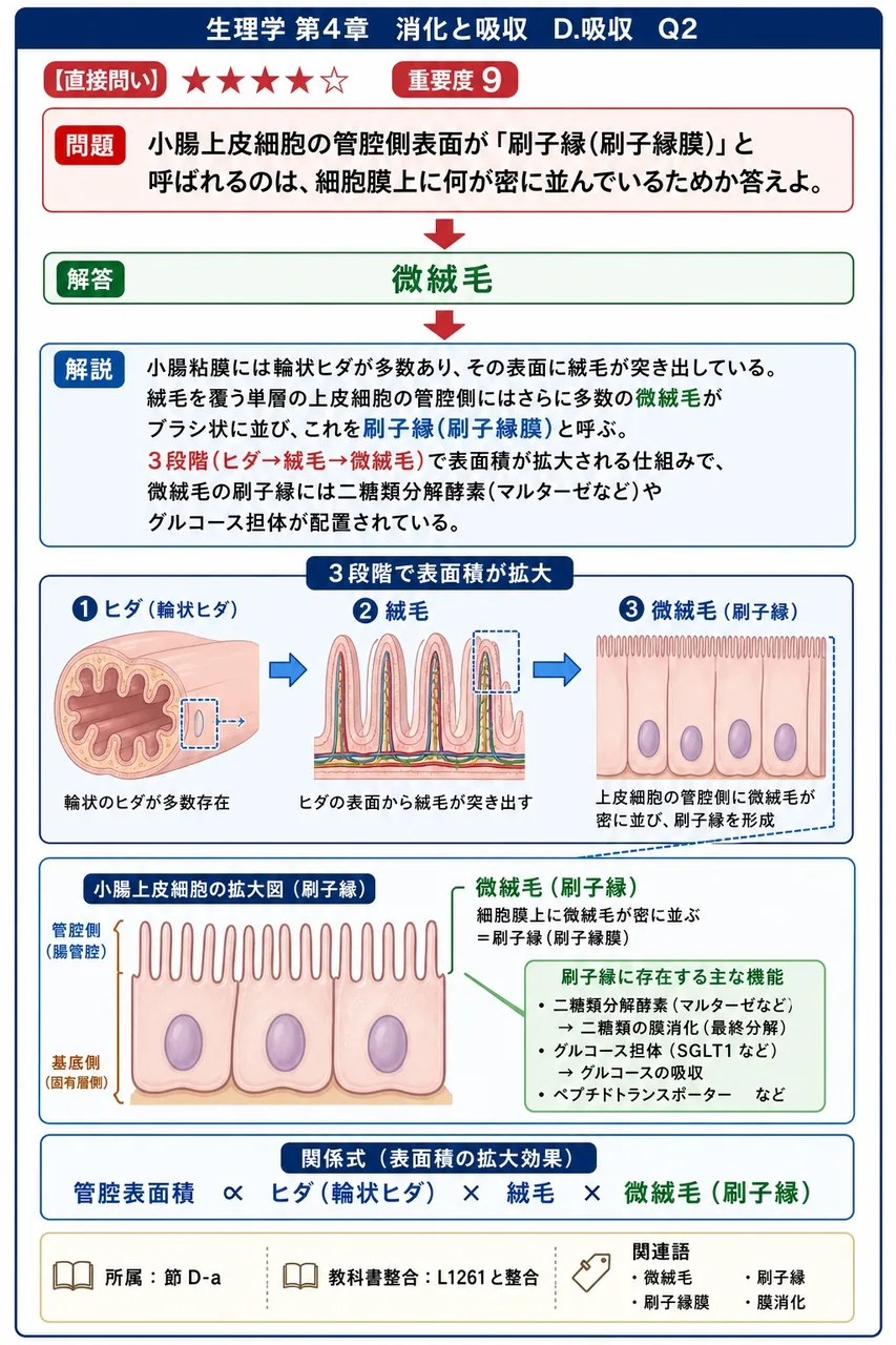 小腸上皮細胞の管腔側表面が「刷子縁(刷子縁膜)」と呼ばれるのは、細胞膜上に何が密に並んでいるためか答えよ。 解説図