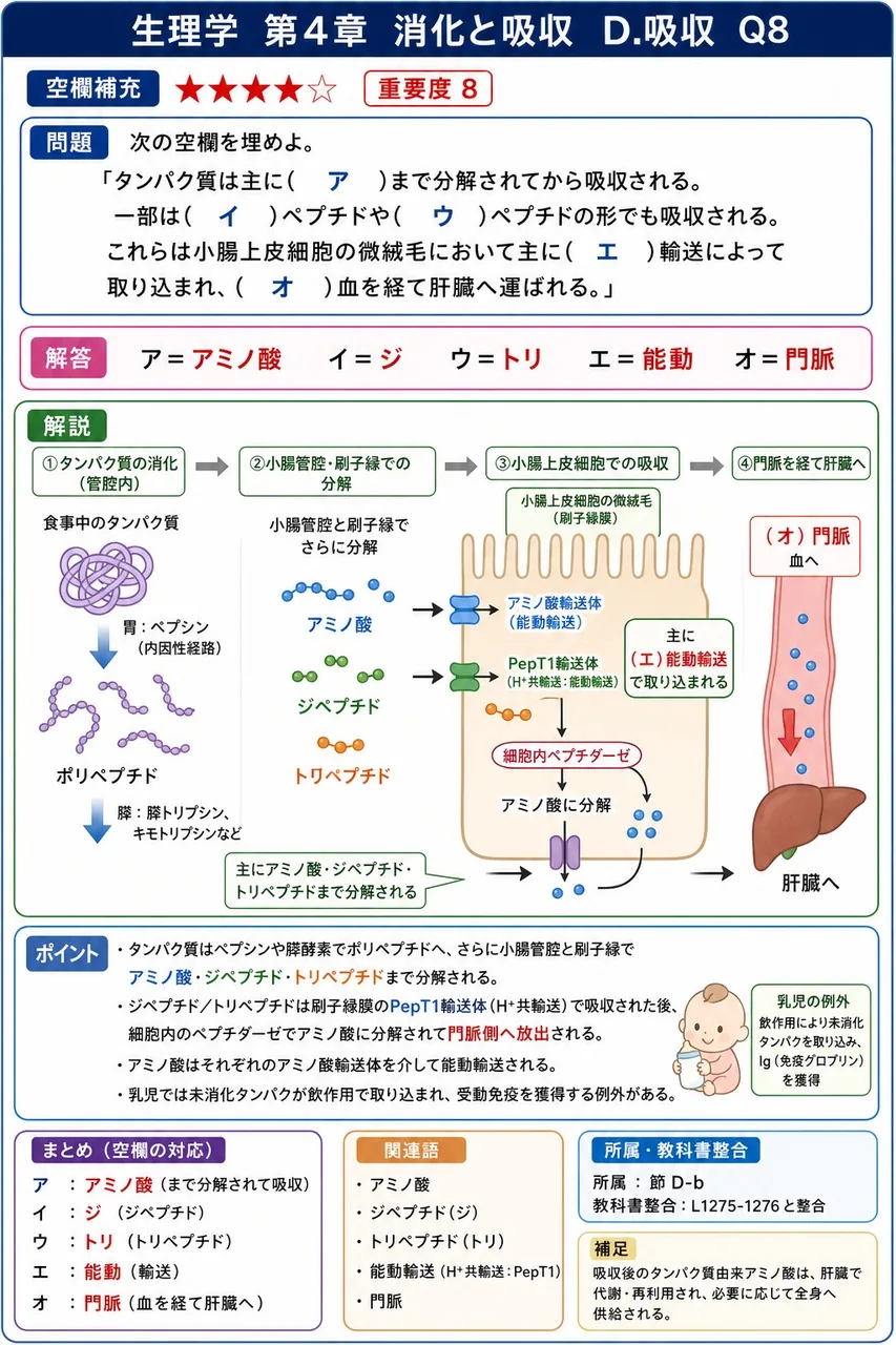 次の空欄を埋めよ。 「タンパク質は主に( ア )まで分解されてから吸収される。一部は( イ )ペプチドや( ウ )ペプチドの形でも吸収される。これらは小腸上皮細胞の微絨毛において主に( エ )輸送によって取り込まれ、( オ )血を経て肝臓へ運ばれる。」 解説図