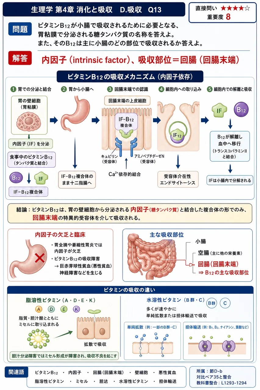 ビタミンB12が小腸で吸収されるために必要となる、胃粘膜で分泌される糖タンパク質の名称を答えよ。また、そのB12は主に小腸のどの部位で吸収されるか答えよ。 解説図