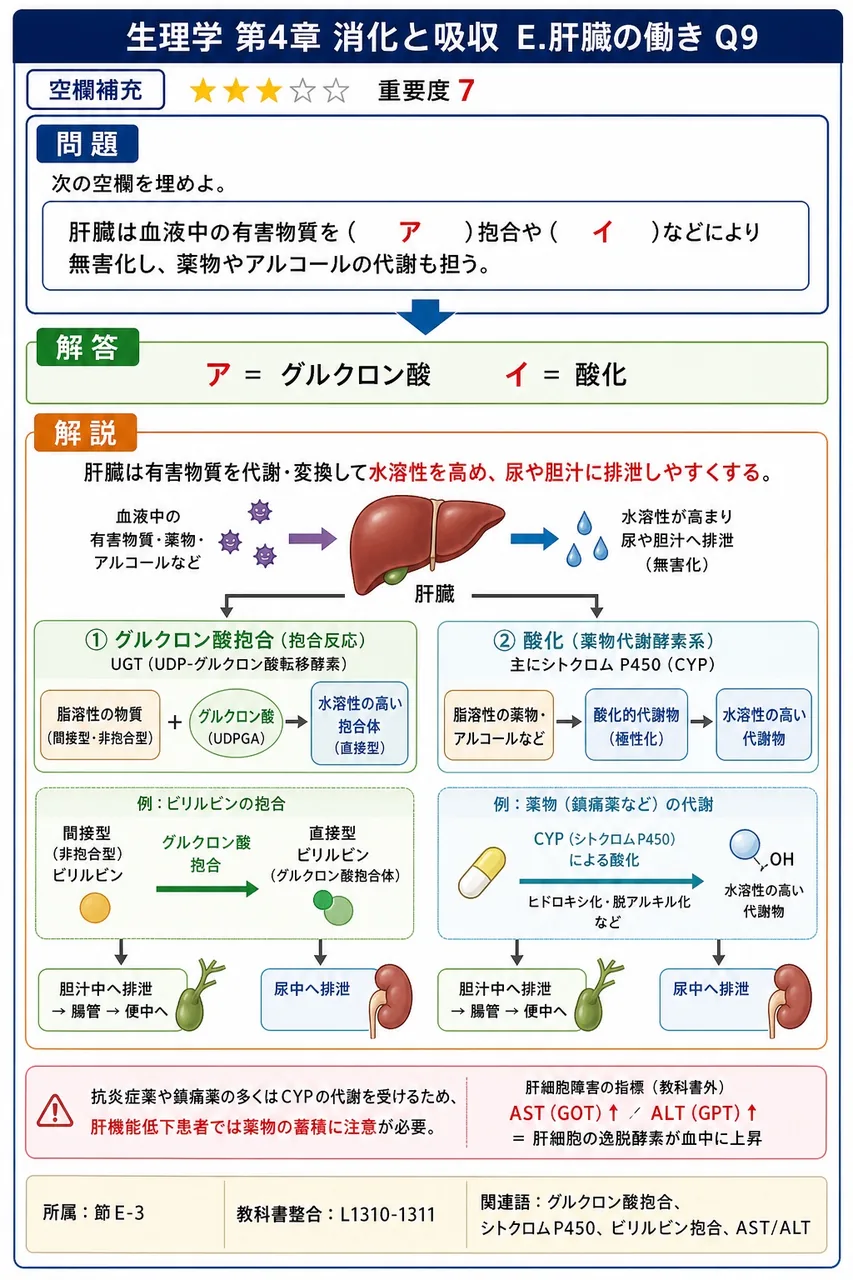 次の空欄を埋めよ。 「肝臓は血液中の有害物質を( ア )抱合や( イ )などにより無害化し、薬物やアルコールの代謝も担う。」 解説図