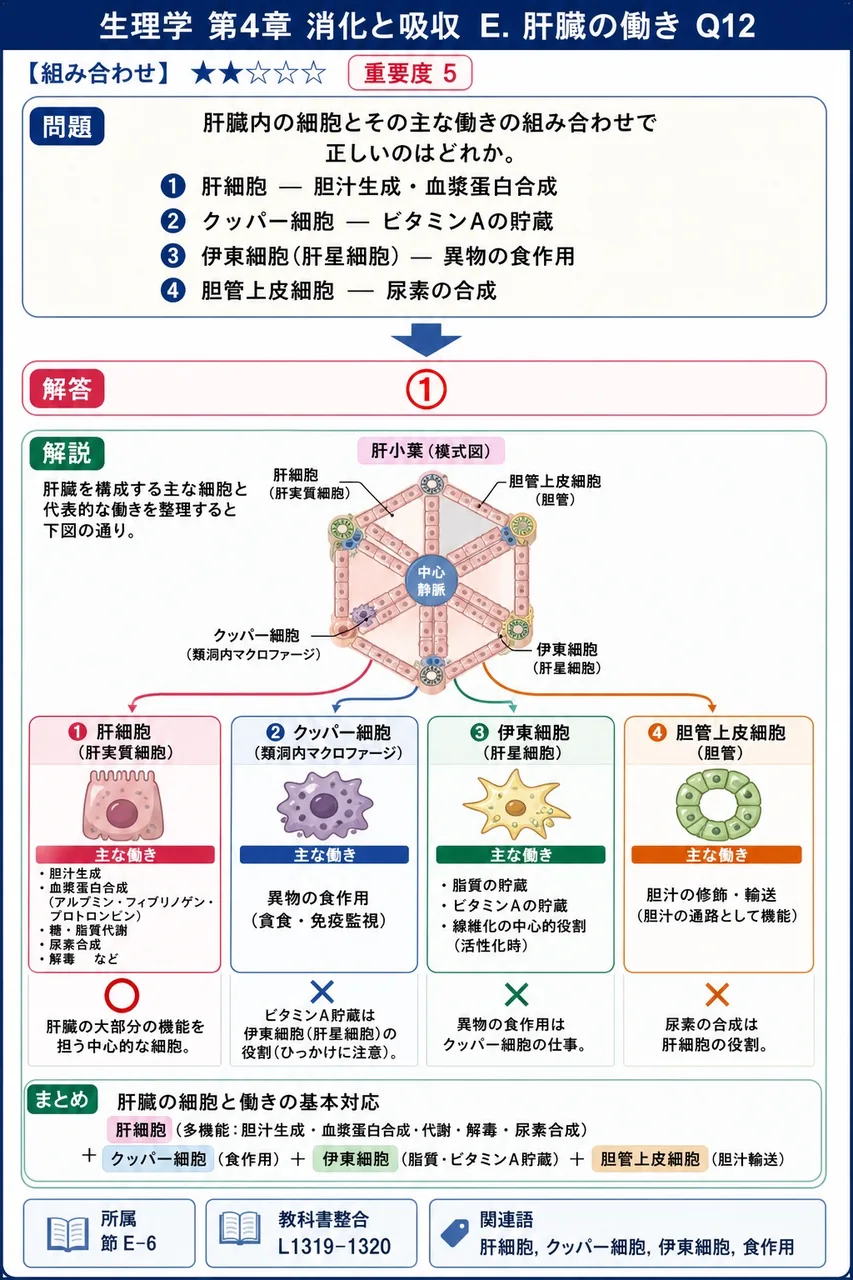 肝臓内の細胞とその主な働きの組み合わせで正しいのはどれか。 解説図