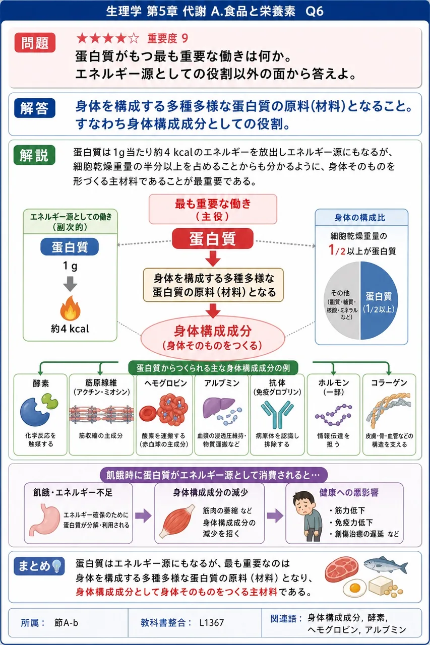 蛋白質がもつ最も重要な働きは何か。エネルギー源としての役割以外の面から答えよ。 解説図