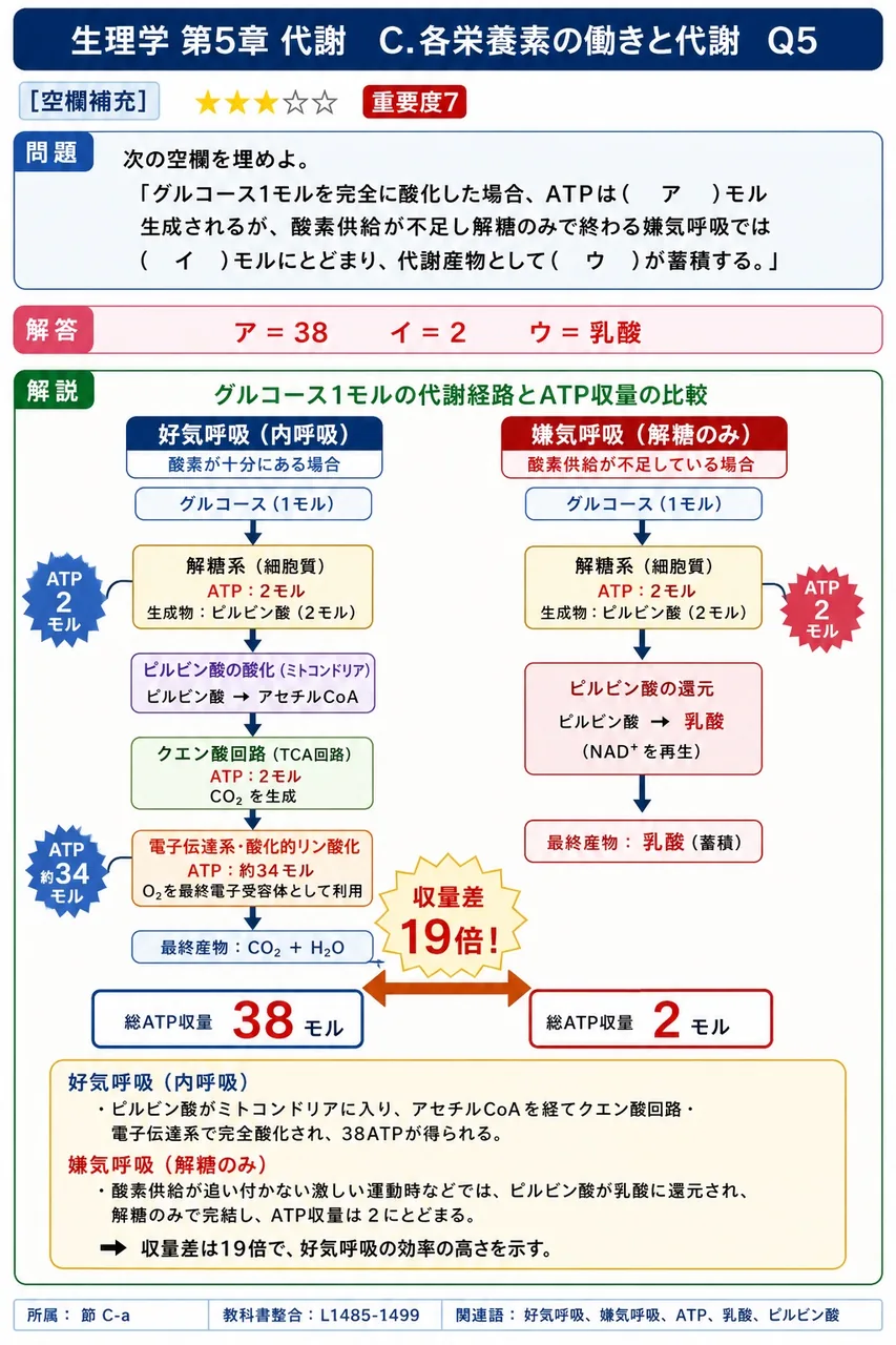 次の空欄を埋めよ。 「グルコース1モルを完全に酸化した場合、ATPは( ア )モル生成されるが、酸素供給が不足し解糖のみで終わる嫌気呼吸では( イ )モルにとどまり、代謝産物として( ウ )が蓄積する。」 解説図